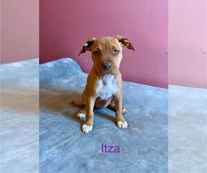 American Pit Bull Terrier-Labrador Retriever Mix Dogs for adoption in Topeka, KS, USA