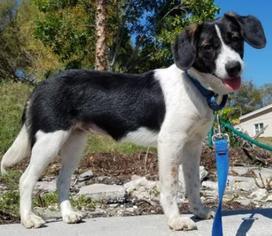Bocker Dogs for adoption in Bradenton, FL, USA