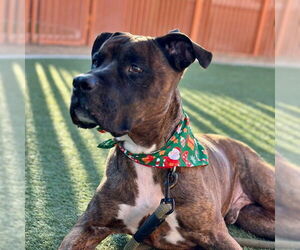 Mutt Dogs for adoption in Las Vegas, NV, USA