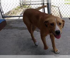 Bloodhound Dogs for adoption in Gainesville, FL, USA
