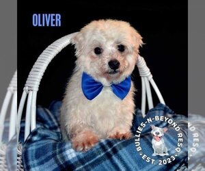 Maltese Dogs for adoption in Omaha, NE, USA