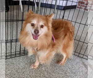 Pomeranian Dogs for adoption in St. Louis Park, MN, USA