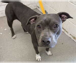 American Pit Bull Terrier Dogs for adoption in San Bernardino, CA, USA