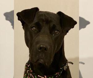 Labrador Retriever-Unknown Mix Dogs for adoption in Crossville, TN, USA