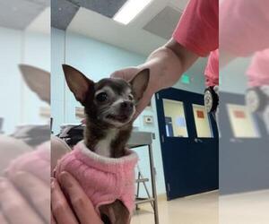 Chihuahua Dogs for adoption in San Angelo, TX, USA