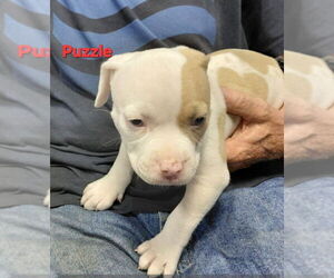 Mutt Dogs for adoption in South Bend, IN, USA