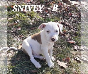 Mutt Dogs for adoption in Hinton, WV, USA