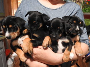 American Rat Pinscher Dogs for adoption in Prague, OK, USA