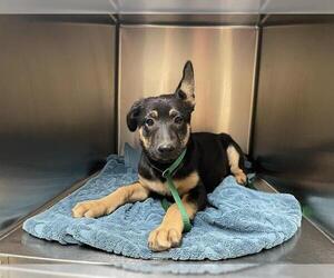 Dutch Shepherd -Unknown Mix Dogs for adoption in Pasadena, CA, USA