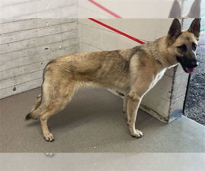 German Shepherd Dog Dogs for adoption in San Bernardino, CA, USA