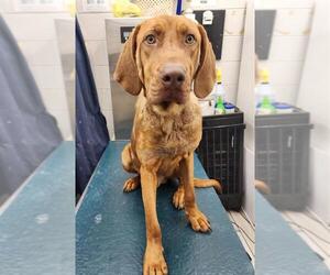 Labrador Retriever-Redbone Coonhound Mix Dogs for adoption in Mobile, AL, USA