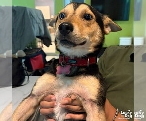 Mutt Dogs for adoption in Washington, DC, USA
