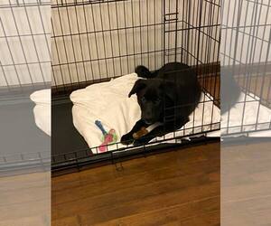 Labrador Retriever-Unknown Mix Dogs for adoption in Mechanicsburg, PA, USA