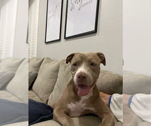American Pit Bull Terrier Dogs for adoption in phoenix, AZ, USA