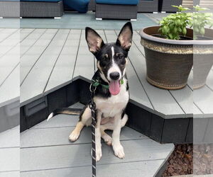 Collie-Unknown Mix Dogs for adoption in Oakhurst, NJ, USA