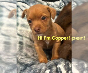 Chihuahua-Unknown Mix Dogs for adoption in Plainfield, IL, USA