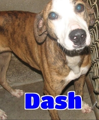 Whippet Dogs for adoption in Lawrenceburg, KY, USA