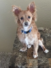 Chion Dogs for adoption in CHANDLER, AZ, USA