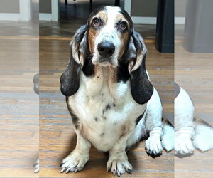 Basset Hound Dogs for adoption in Brookville, OH, USA