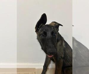 Mutt Dogs for adoption in Imlay City, MI, USA