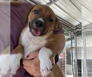 Labrador Retriever-Unknown Mix Dogs for adoption in Yardley, PA, USA