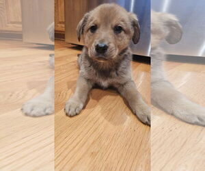 Shepradors Dogs for adoption in Princeton, MN, USA