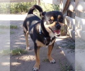 Chihuahua-Unknown Mix Dogs for adoption in Fallon, NV, USA