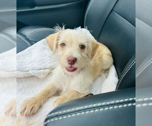 Mutt Dogs for adoption in Lakewood, CO, USA