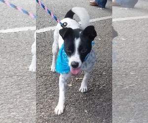 Rat Terrier-Unknown Mix Dogs for adoption in Corpus Christi, TX, USA