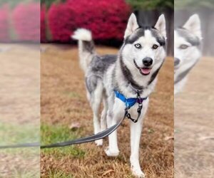 Siberian Husky Dogs for adoption in Severn, MD, USA