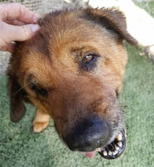 Chow Chow-Labrador Retriever Mix Dogs for adoption in Ventura, CA, USA