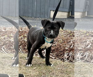 Labrador Retriever-Unknown Mix Dogs for adoption in Sterling, MA, USA