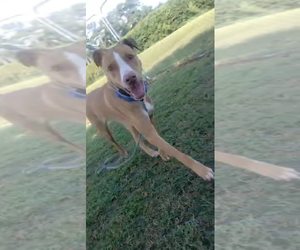 Boxador Dogs for adoption in garner, NC, USA