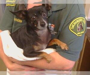 Chihuahua-Unknown Mix Dogs for adoption in Sacramento, CA, USA