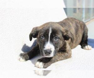 American Bulldog-Unknown Mix Dogs for adoption in Olathe, KS, USA
