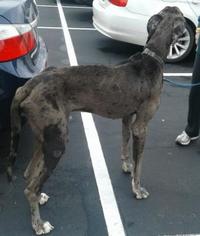 Great Dane Dogs for adoption in Winder, GA, USA