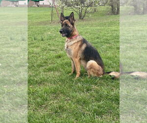German Shepherd Dog Dogs for adoption in Linton, IN, USA