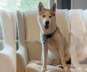 Siberian Husky Dogs for adoption in Monterey, VA, USA