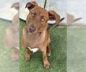 Doberman Pinscher Dogs for adoption in Salinas, CA, USA
