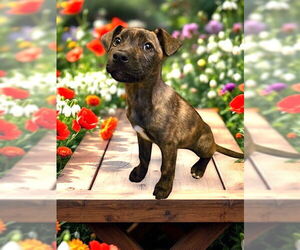 Plott Hound-Unknown Mix Dogs for adoption in Mount Airy, NC, USA