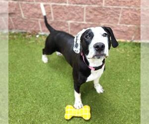 American Pit Bull Terrier-Unknown Mix Dogs for adoption in Minneapolis, MN, USA