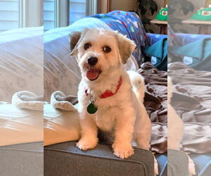 Havanese Dogs for adoption in St. Louis Park, MN, USA