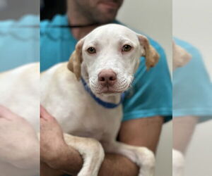 Mutt Dogs for adoption in Elmsford, NY, USA