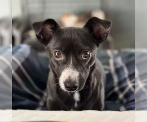 Chihuahua-Unknown Mix Dogs for adoption in Bellevue, WA, USA