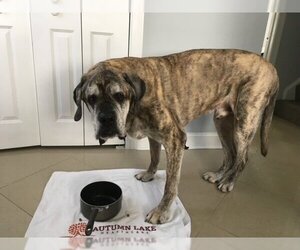 Mastiff Dogs for adoption in COLUMBIA, MD, USA