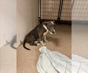 American Pit Bull Terrier-Unknown Mix Dogs for adoption in Fort Collins, CO, USA