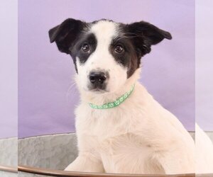 Small Border Collie Mix