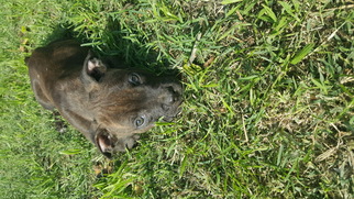 Medium Photo #1 American Staffordshire Terrier-Boxer Mix Puppy For Sale in Los Banos, CA, USA