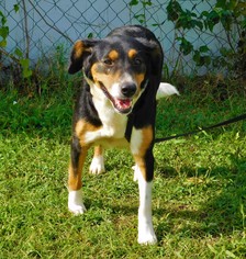 Medium Photo #1 Labrador Retriever-Unknown Mix Puppy For Sale in Tupelo, MS, USA