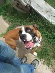Medium Photo #1 Boxer Puppy For Sale in Iroquois, IL, USA